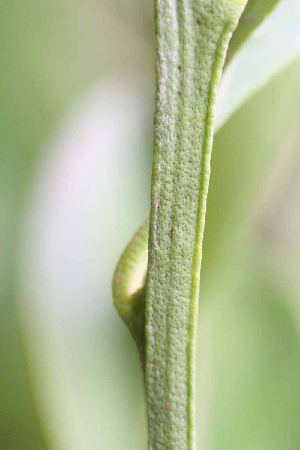            First year twig (Riverside, CA)   